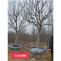大红灯樱桃 
