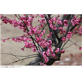北京梅花树批发|北京柿子果树价格