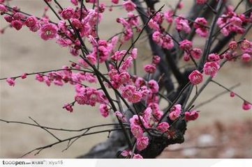 北京梅花树批发|北京柿子果树价格
