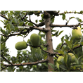 北京樱桃树种植基地 