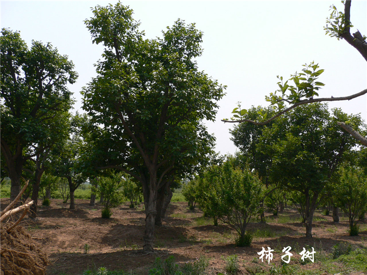 柿子树