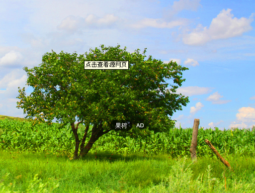 北京海棠果树批发|北京葡萄果树价格 