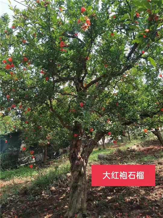 大红袍石榴 