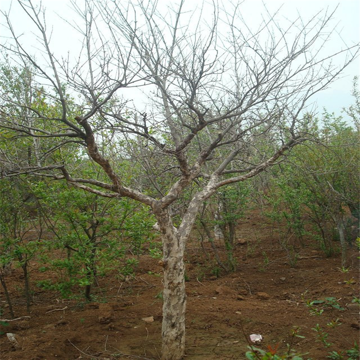 石榴树种植基地 