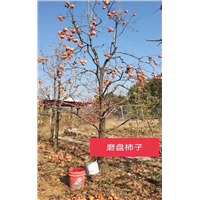 磨盘柿子