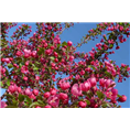北京樱花树-北京樱花树基地 