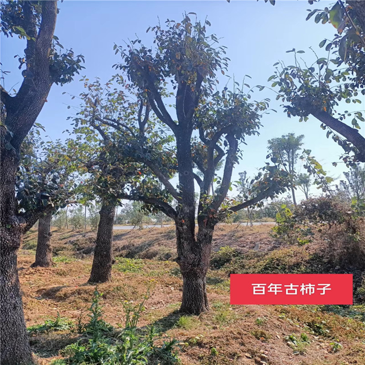 北京果树基地管理要点