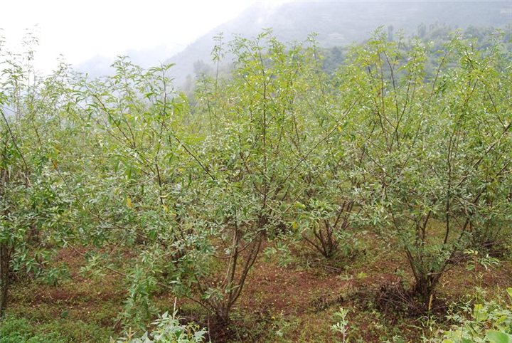 北京菩提树种植基地 