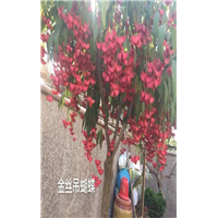 金丝吊蝴蝶