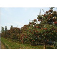 北京山楂树种植基地 