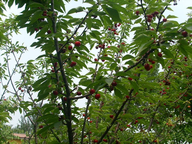 北京樱桃树苗-北京樱桃树批发-北京樱桃树种植基地 