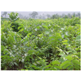 核桃树种植基地 