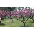 北京核桃树-北京核桃树基地-北京核桃树苗 