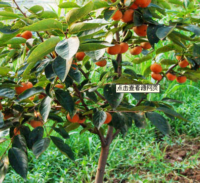 北京葡萄果树批发|北京海棠果树价格 