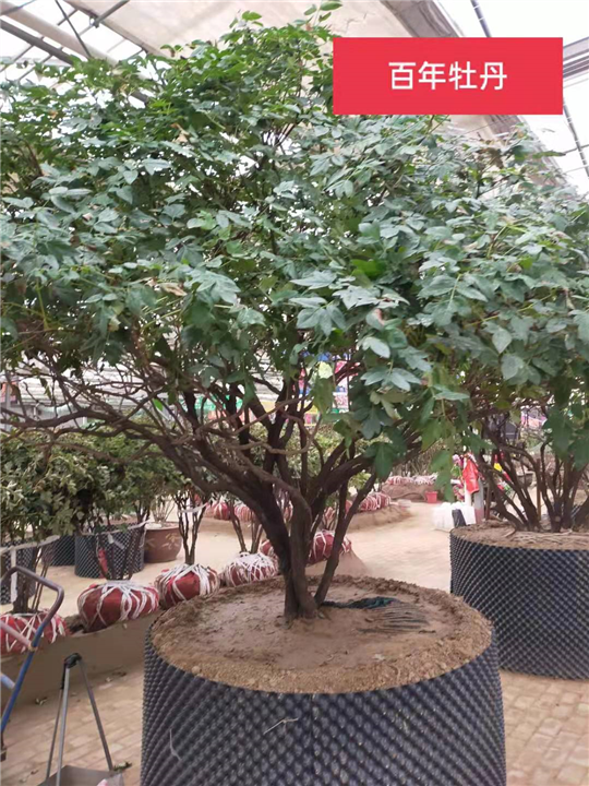 百年牡丹 
