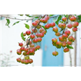 北京海棠果树批发|北京葡萄果树价格
