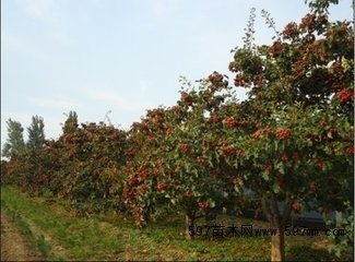 北京山楂树种植基地 