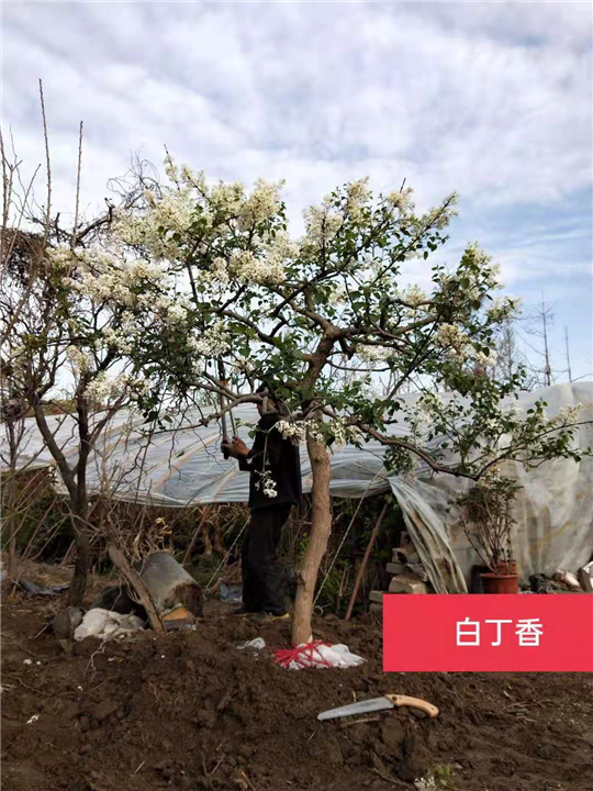 白丁香 