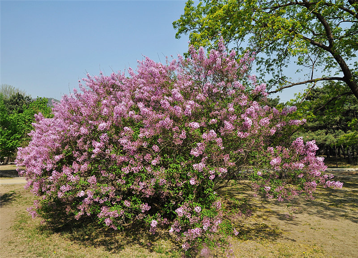 北京核桃树种植基地 