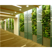 贵阳走廊过道植物墙 