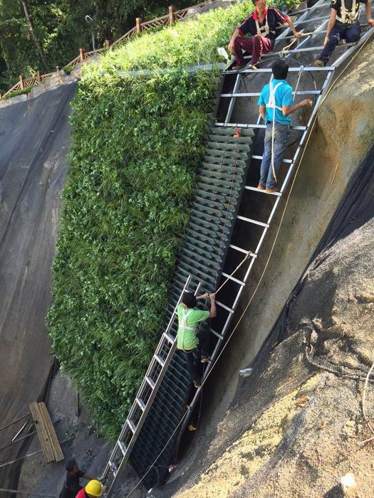 贵阳护坡植物墙 