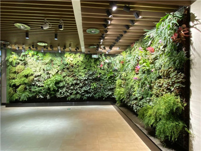 贵阳植物墙不是一种时尚而是一种需要 