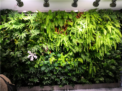 贵阳苔藓植物墙 