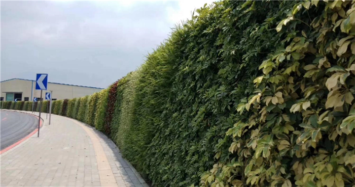 贵州植物墙 