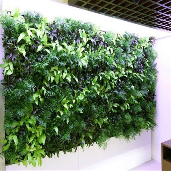 贵阳植物墙 