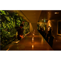 酒店 餐厅植物墙