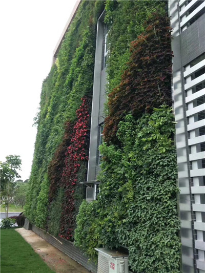 贵阳植物墙 