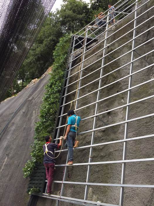 挡墙护坡立体绿化 