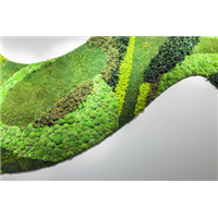 永生苔藓植物墙 