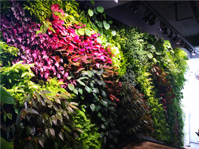 贵阳绿植墙 