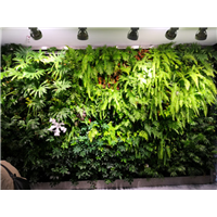 贵阳苔藓植物墙 