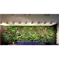 植物背景墙