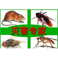 包头灭蟑螂