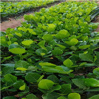 马来西亚一号菠萝蜜苗 