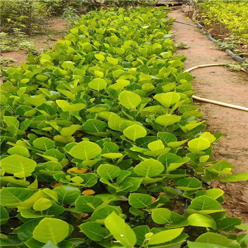 马来西亚一号菠萝蜜苗 