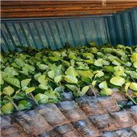 马来西亚一号菠萝蜜苗 