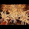 长沙冬虫夏草高价回收|湖南冬虫夏草高价回收 