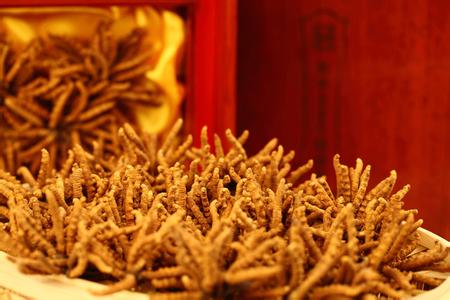 江阴冬虫夏草回收