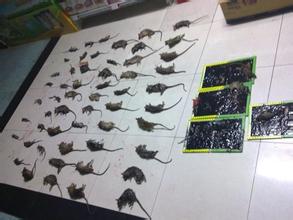 兰州杀虫/兰州灭蟑螂/兰州超市灭鼠2