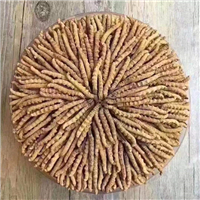 本溪回收冬虫夏草
