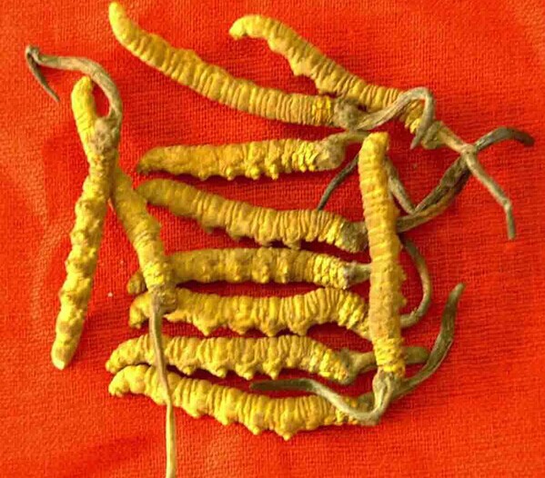 丹东**冬虫夏草回收公司 