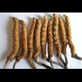 昆明回收虫草，昆明虫草回收@ 