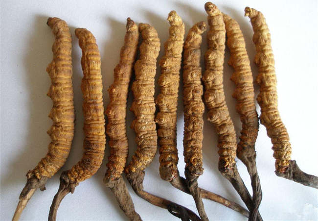 昆明回收虫草，昆明虫草回收@ 