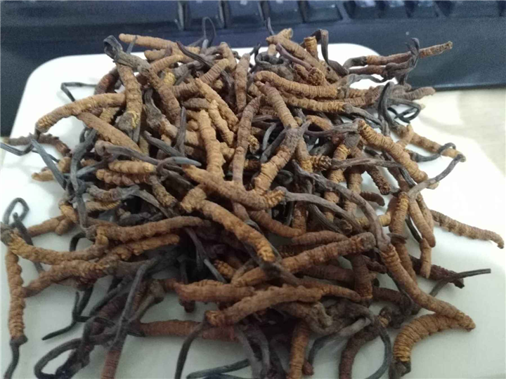 昆明回收冬虫夏草—冬虫夏草的种类 