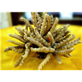 昆明冬虫夏草回收//冬虫夏草可以补肾吗？ 