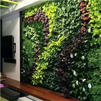 海口植物墙